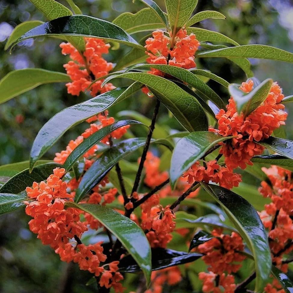 Red Flowering Fragrant Tea Olive Live Plant - 1 Qt.