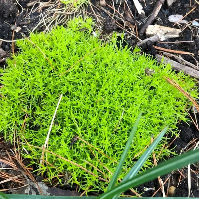 Irish Moss Pearlwort Seeds – Sagina subulata - Seed World