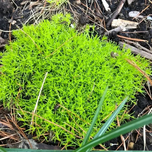 Irish Moss Pearlwort Seeds β Sagina subulata - Seed World