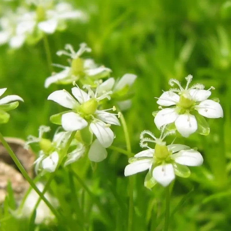 Irish Moss Pearlwort Seeds – Sagina subulata - Seed World