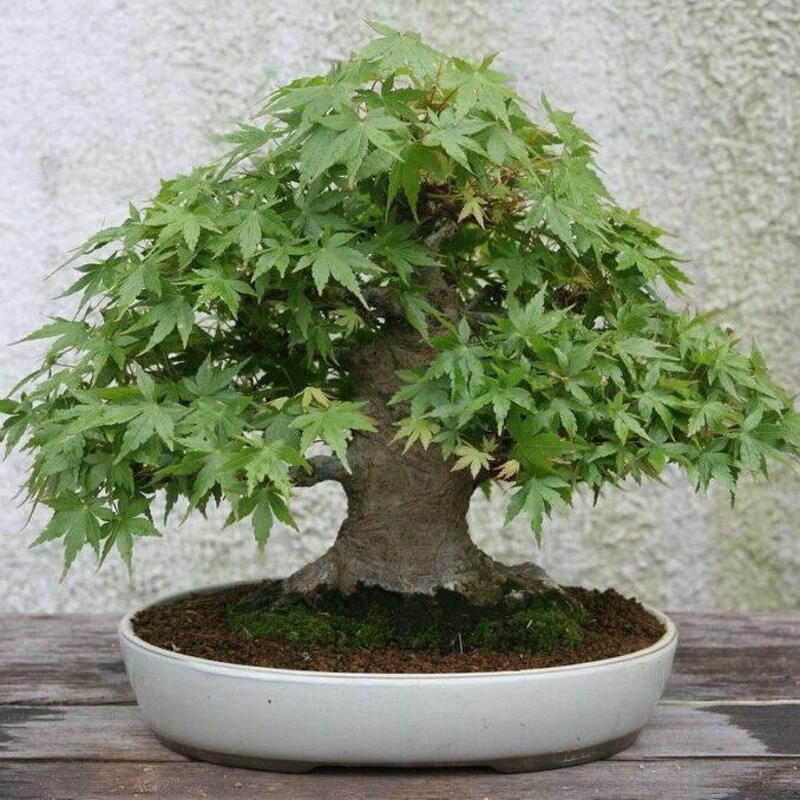 25 Japanese Maple Tree Seeds