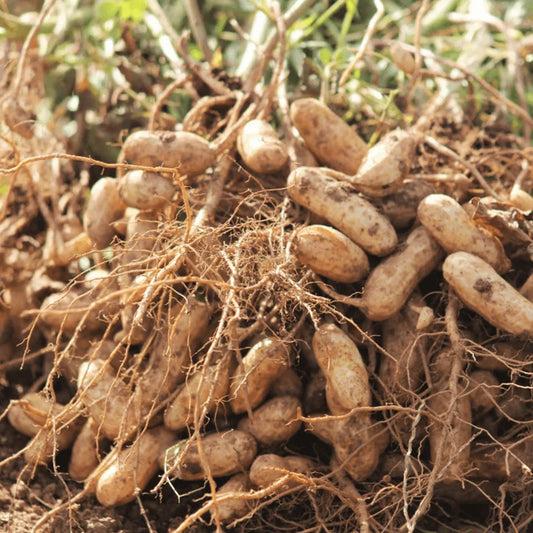 Jumbo Bailey Virginia Peanut Seeds - Seed World