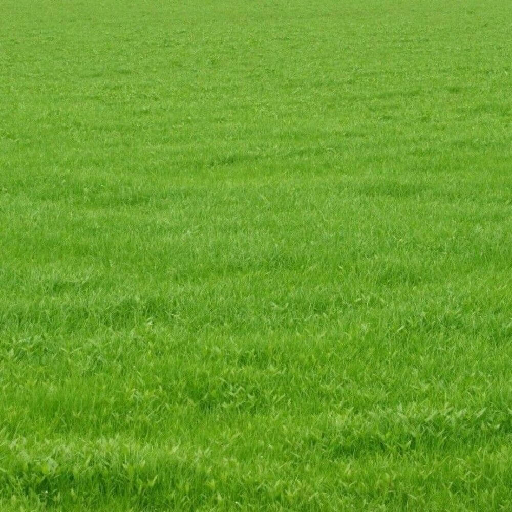 Even green lawn of mature Kentucky 31 Tall Fescue grass