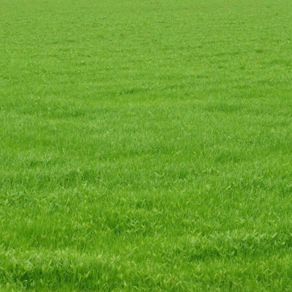 Kentucky 31 Tall Fescue - Grass Seeds (1 Lb. pack) - Seed World