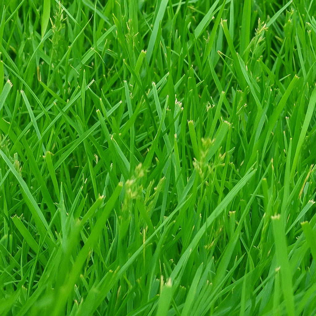 Kentucky 31 Tall Fescue - Grass Seeds (1 Lb. pack) - Seed World