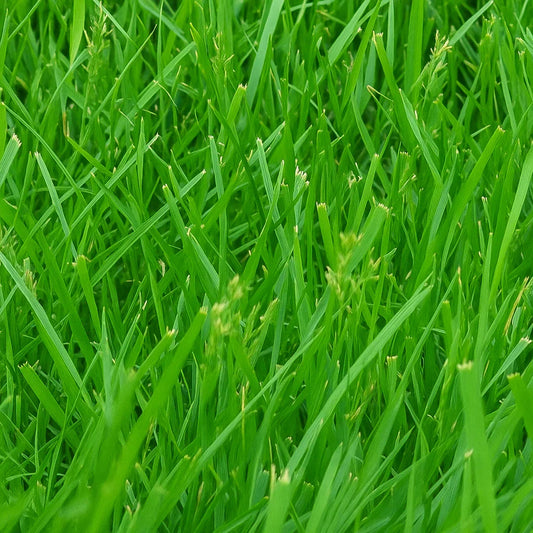 Kentucky 31 Tall Fescue - Grass Seeds (1 Lb. pack) - Seed World