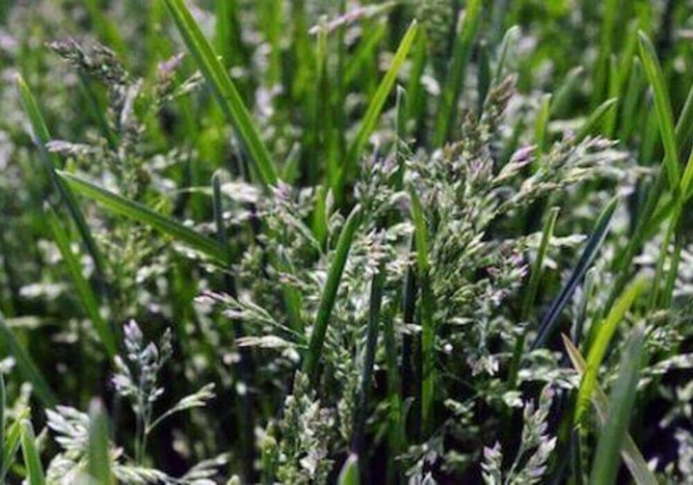 Kentucky Blue Grass Seeds - 10 lbs. - Seed World