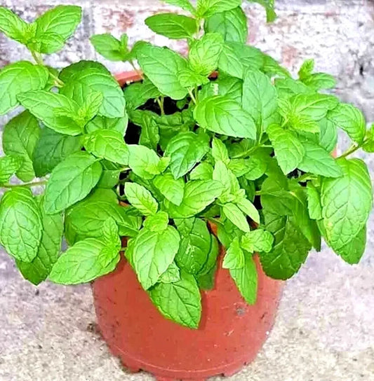 Korean Mint Seeds (Agastache rugosa) – Perennial Pollinator Herb - Seed World