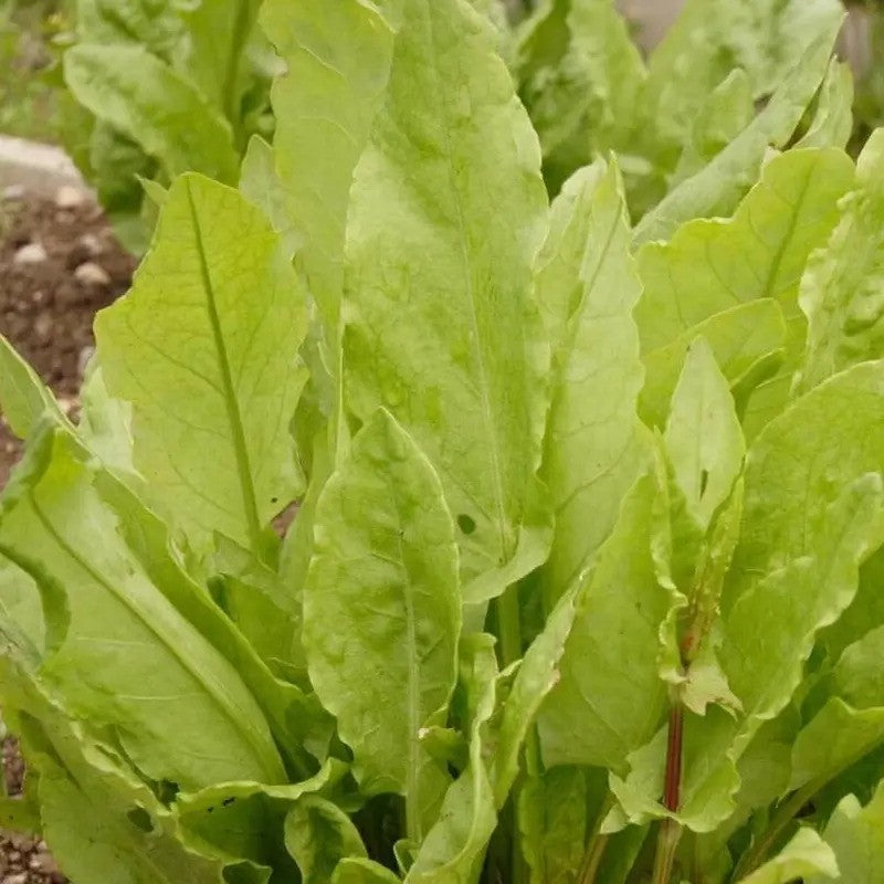 Large Leaf Sorrel Seeds - Seed World