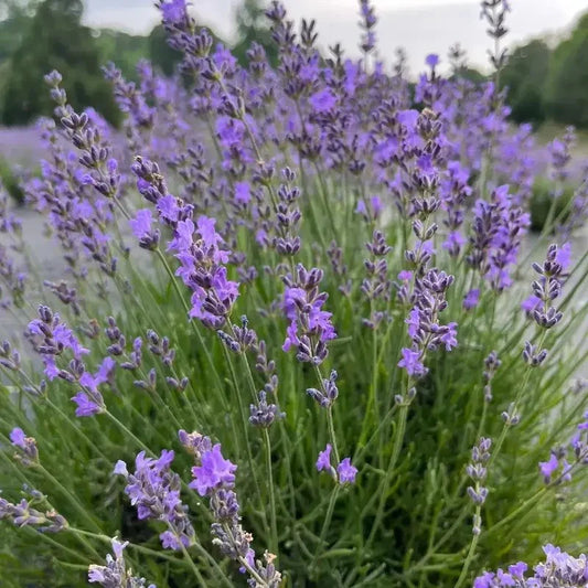 Lavender Live Plants – Fragrant Spa Herb | Well-Rooted Plugs - Seed World
