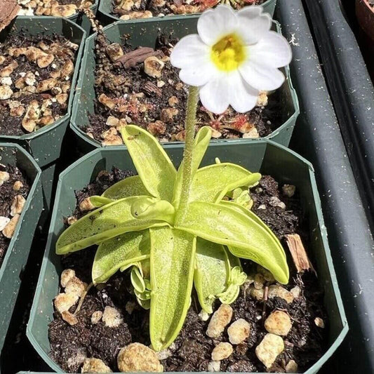 Live Pinguicula Primuliflora (Butterwort) Plant - Seed World