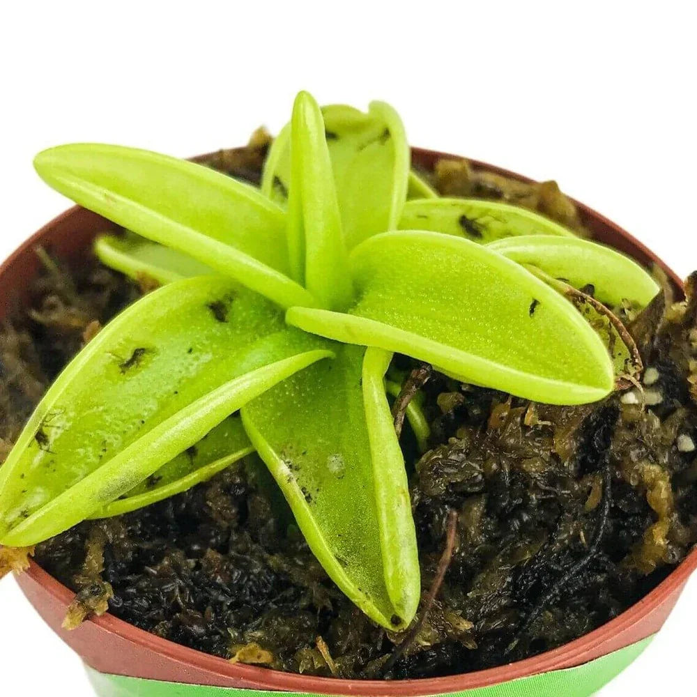 Live Pinguicula Primuliflora (Butterwort) Plant - Seed World