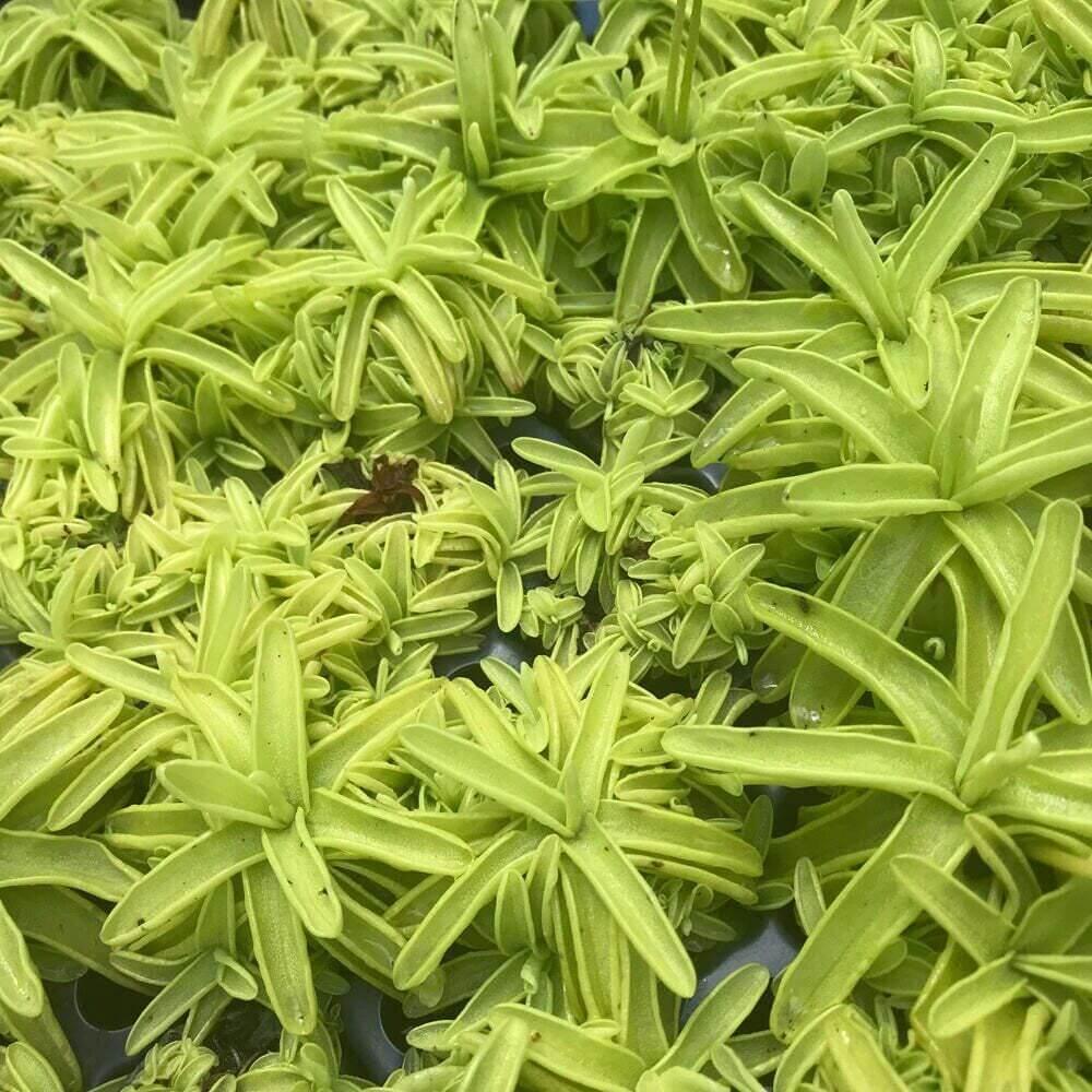 Live Pinguicula Primuliflora (Butterwort) Plant - Seed World