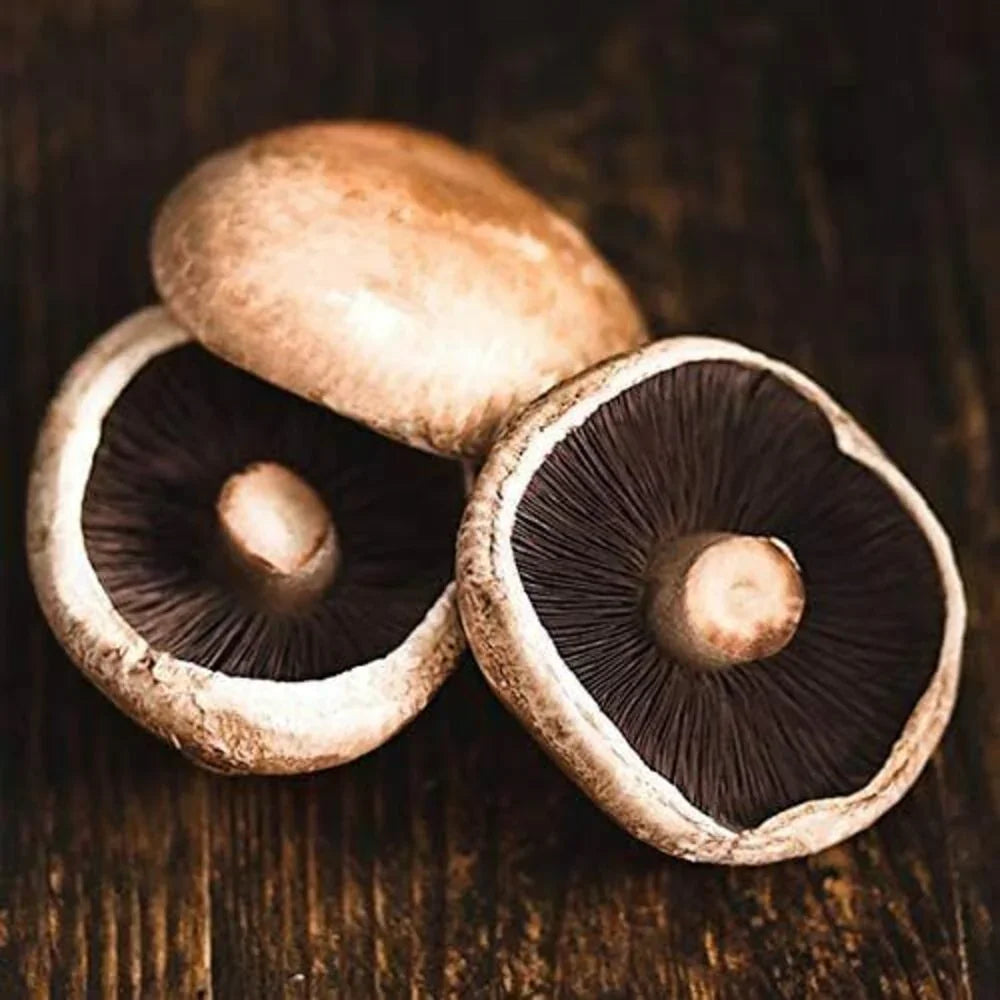 Live Portobello Mushroom Spawn - 1 Lb. - Seed World