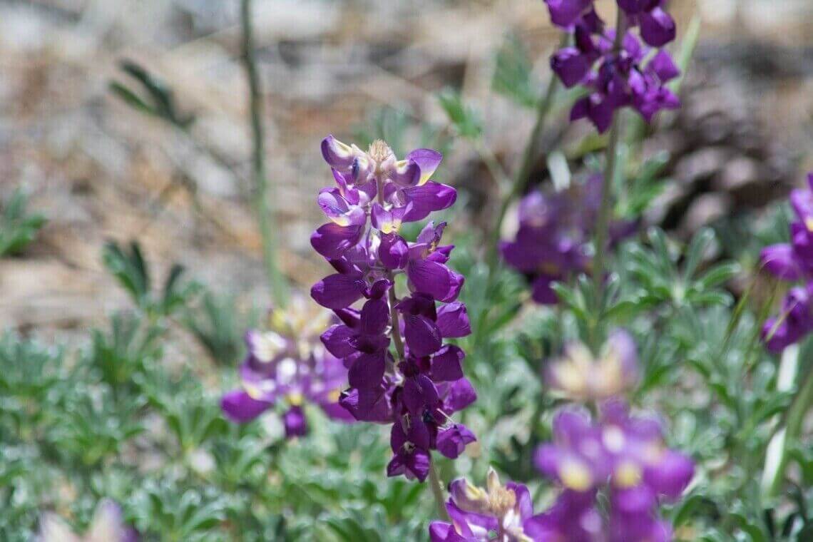 Arroyo lupine with delicate purple flowers blooming in a dry, natural landscape