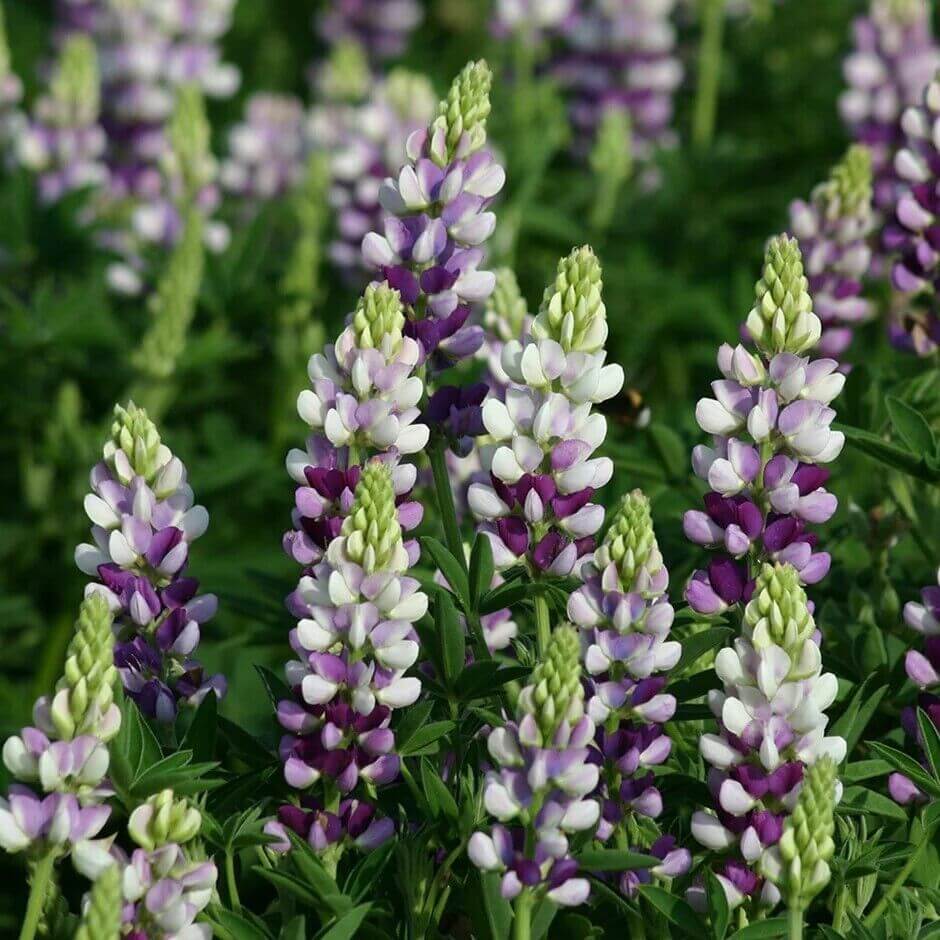 Field of white and purple lupine flower spikes blooming in lush greenery