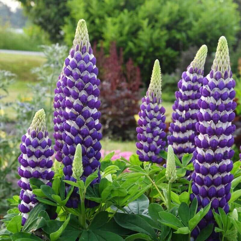 Cluster of deep violet and white lupine flower spikes blooming in a garden
