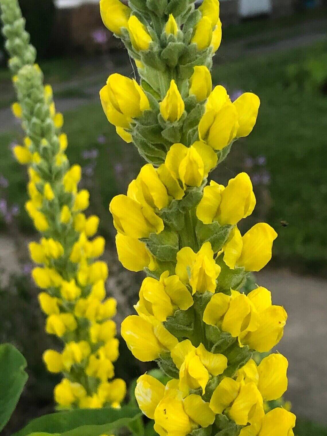 Bright yellow lupine flower spikes blooming in a garden during daylight