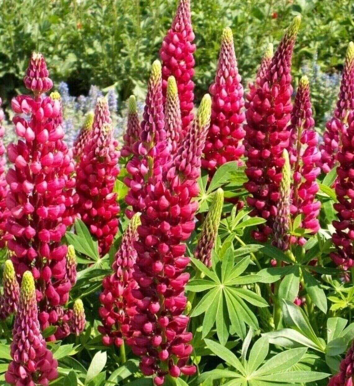 Deep red lupine flower spikes surrounded by lush green foliage in a garden setting