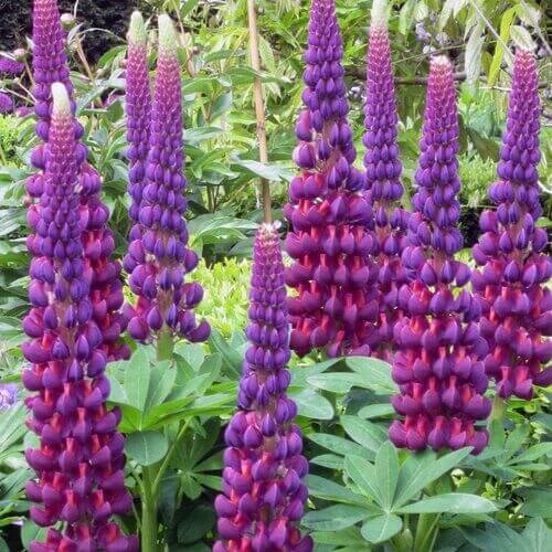 Tall purple and burgundy lupine flower spikes growing in a vibrant garden