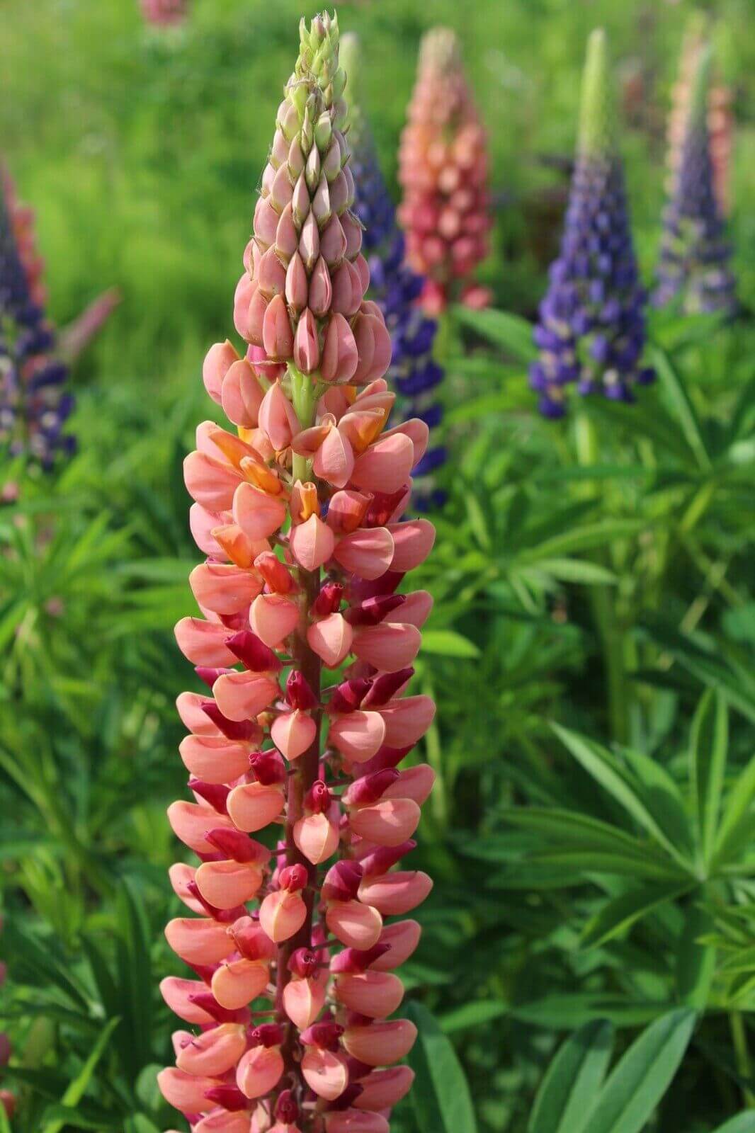 Single peach and pink lupine flower spike in sharp focus with blurred colorful lupines in the background