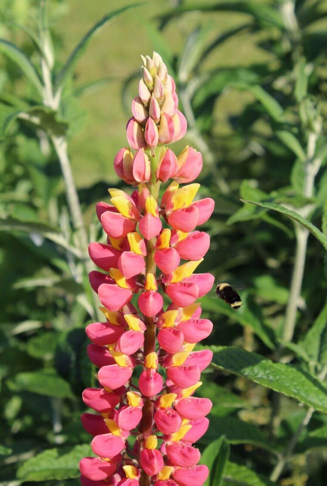 Pink and yellow lupine flower spike with a bee hovering nearby in a sunny garden