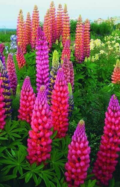 Tall purple and burgundy lupine flower spikes growing in a vibrant garden