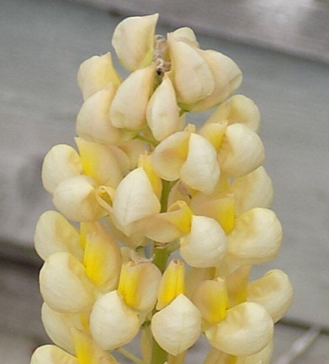 Yellow and white lupine flower spike in bloom against a wooden background