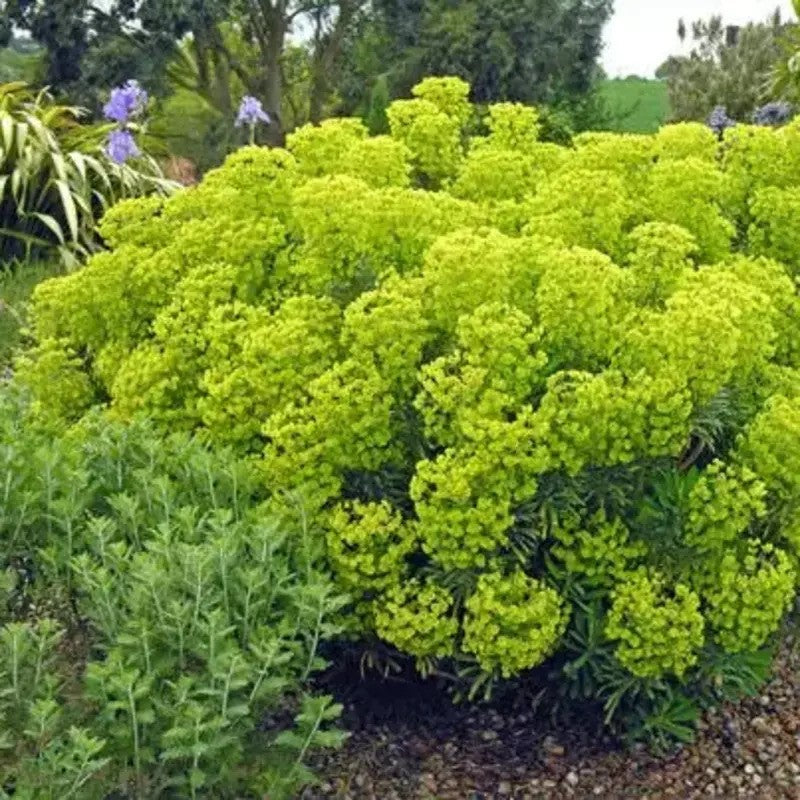 Mediterranean Spurge in full spring bloom