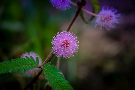 Mimosa Pudica - Sensitive Plant Seeds - Seed World