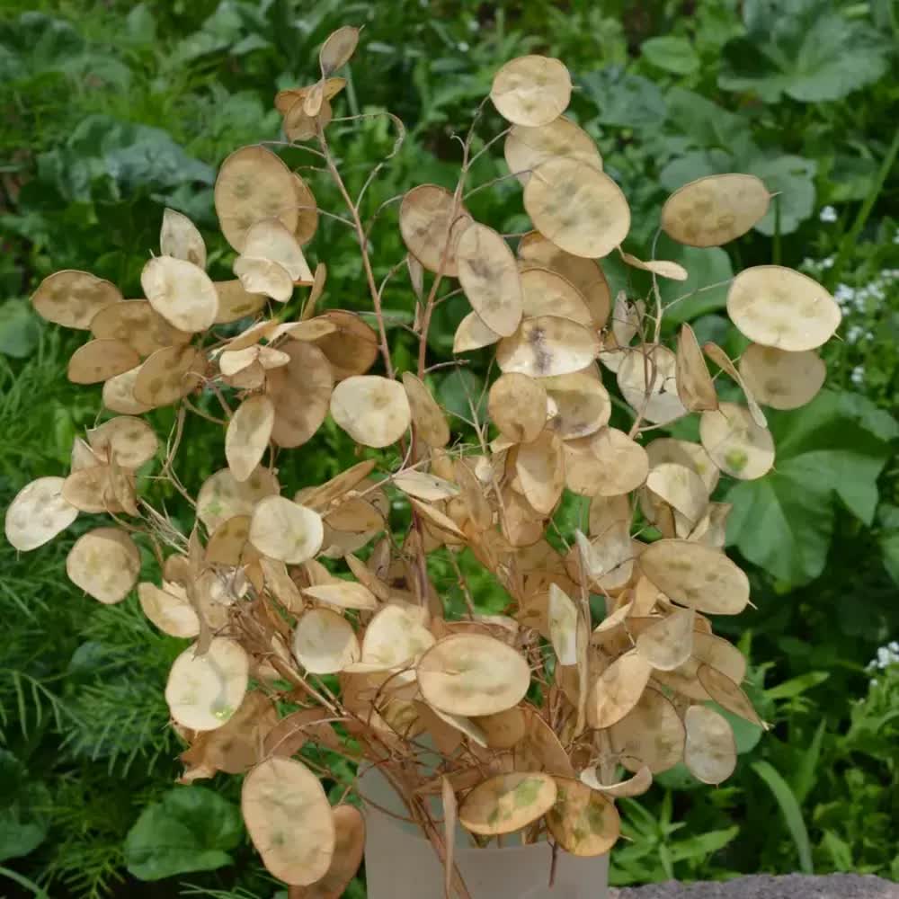 75 Money Plant - Lunaria Annua Seeds
