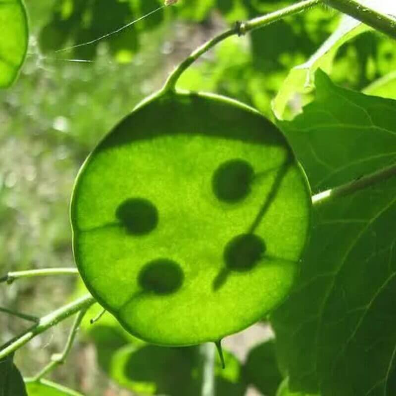 75 Money Plant - Lunaria Annua Seeds