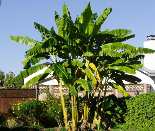 Musa Basjoo Banana Tree - Live Plant - 1 Ft. Tall - Seed World