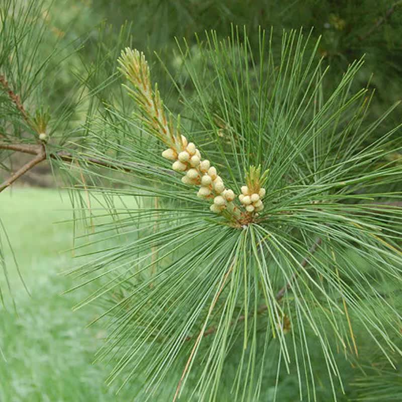 50 Eastern White Pine - Pinus Strobus Seeds