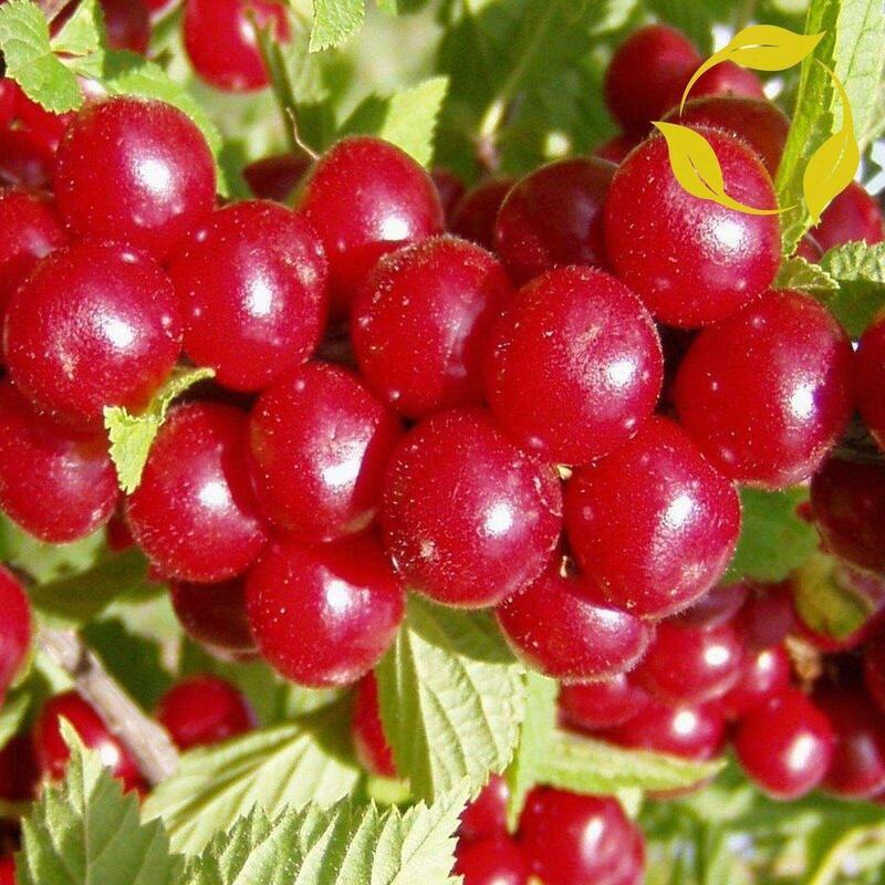 Nanking Cherry Tree Seeds – Prunus Tomentosa - Seed World
