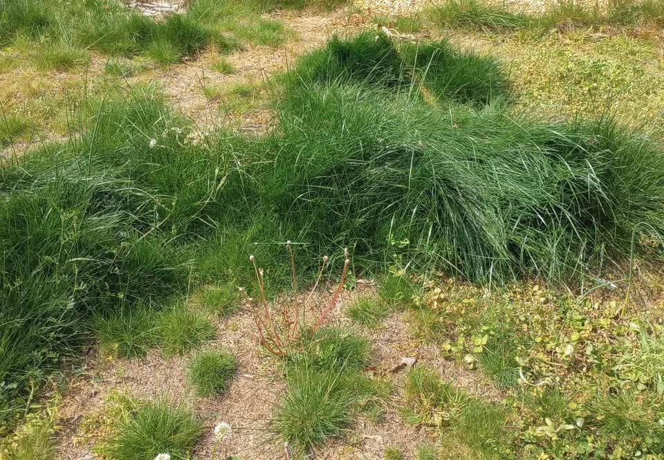 No Mow Lawn Grass Seeds - 1 lb - Seed World