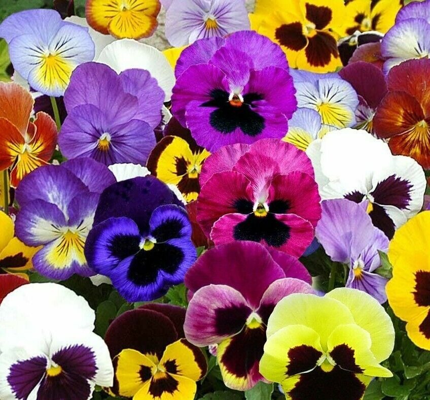 Mixed Swiss Giants Pansy flowers in full bloom, close-up