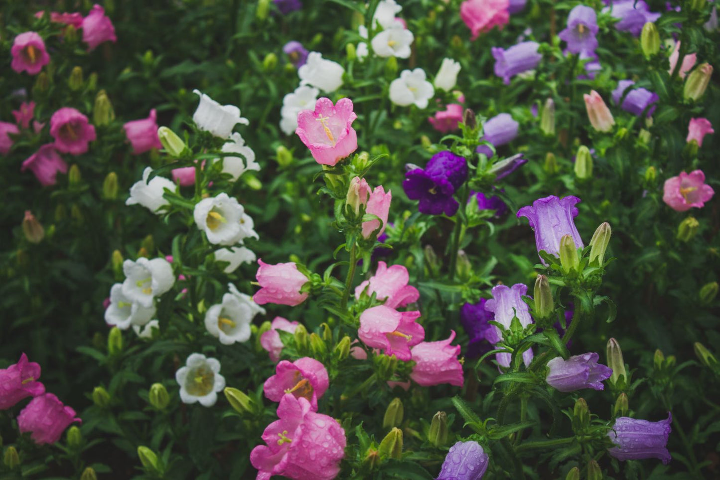 Canterbury Bells Flower Seeds – Cup and Saucer Mix