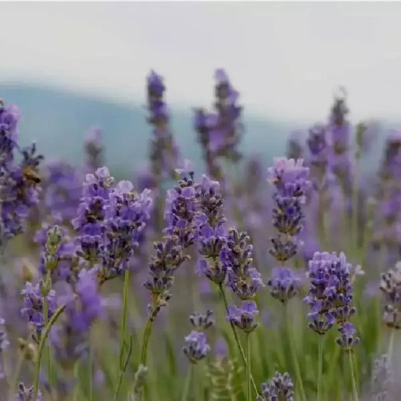Lavender Live Plants – Fragrant Spa Herb | Well-Rooted Plugs
