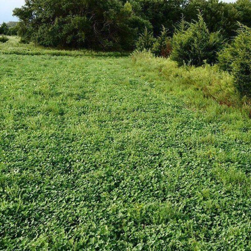 Plot Seeds: Burly Buck Blend for Planting - Seed World