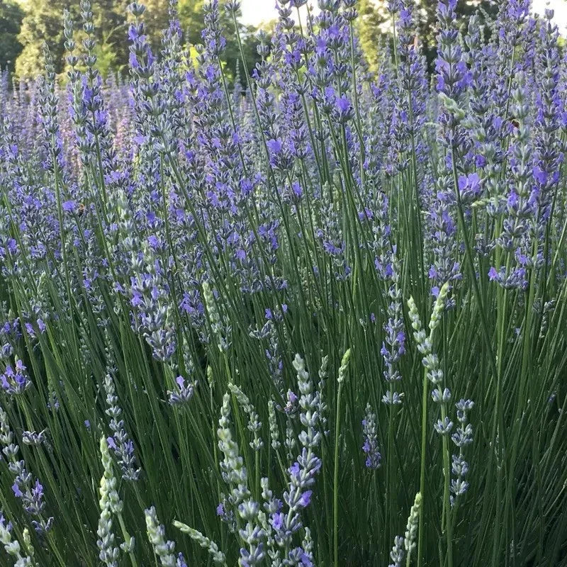 Lavender Live Plants – Fragrant Spa Herb | Well-Rooted Plugs