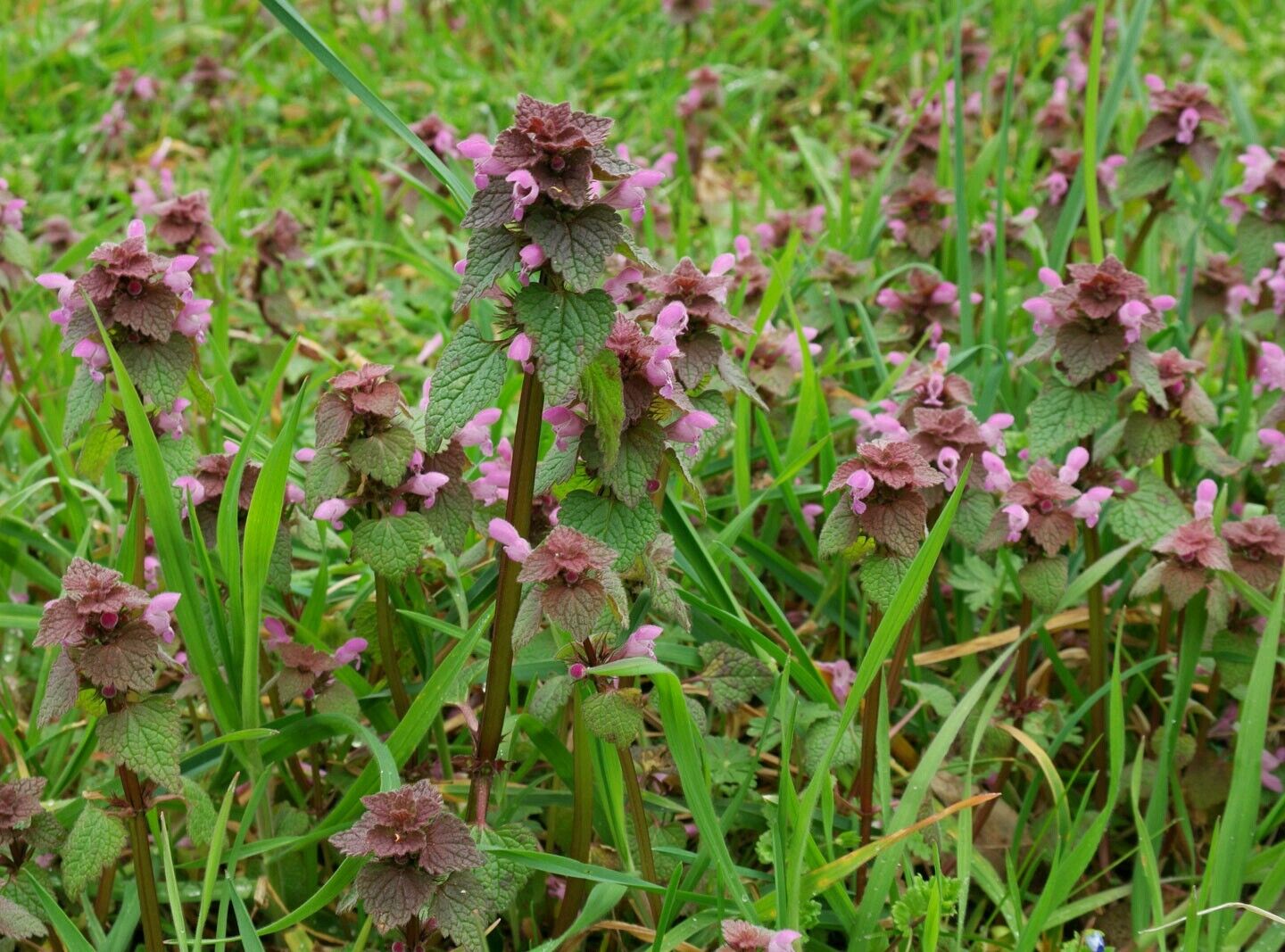 Purple Dead-Nettle growing in a natural garden bed