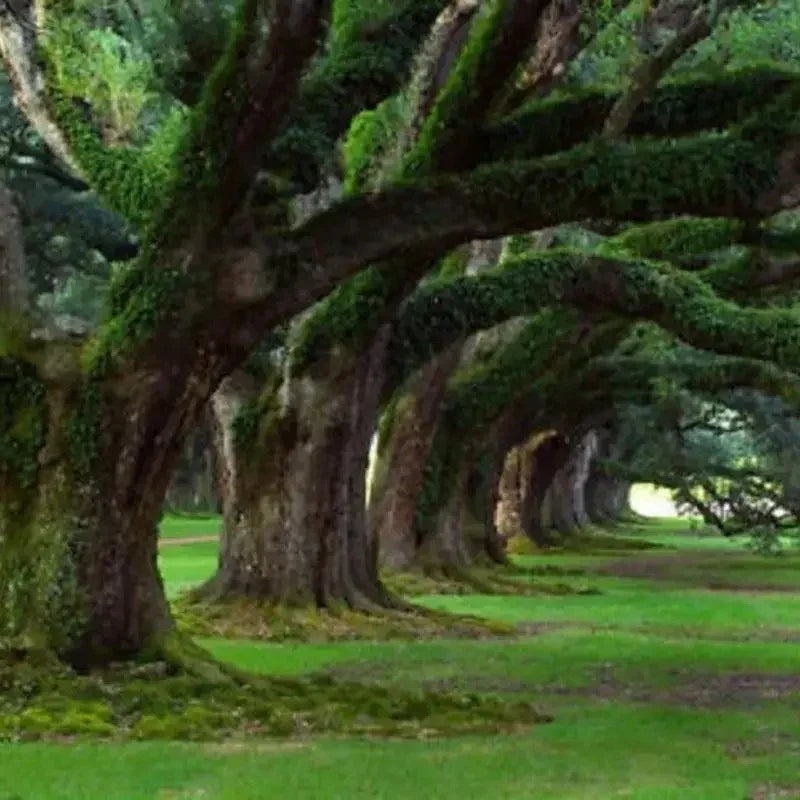 Row of large trees with moss on their trunks in a park setting