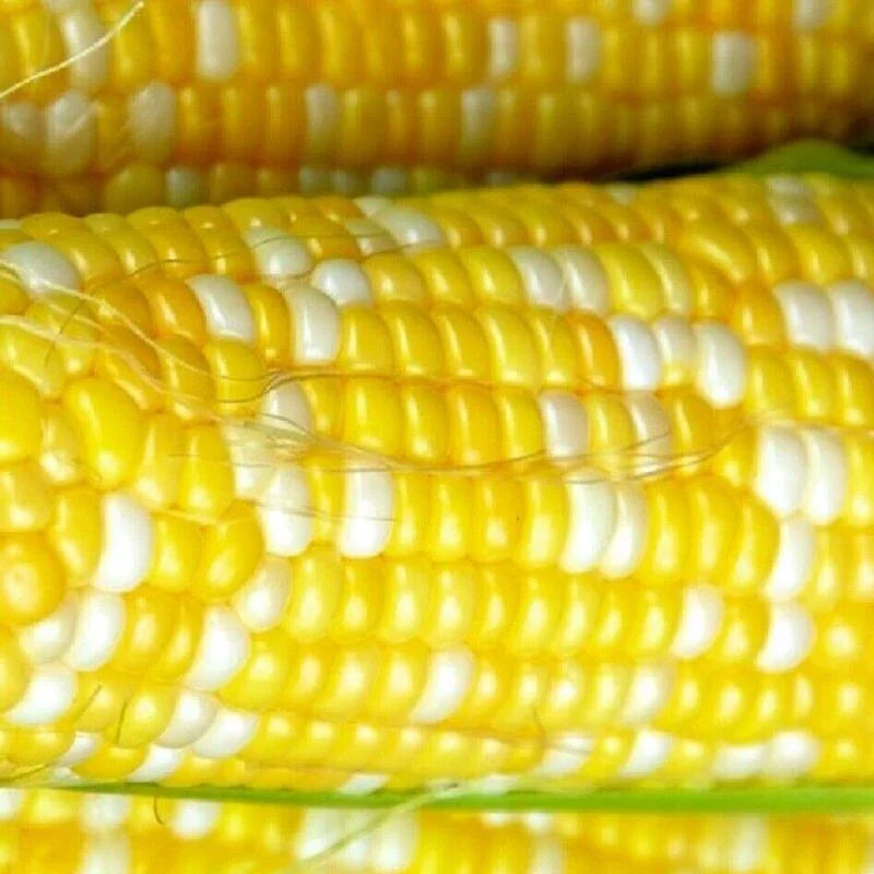Rainbow Ornamental Corn Seeds - Seed World