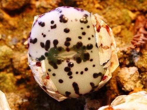 Rare Succulent & Cactus Seeds - Seed World