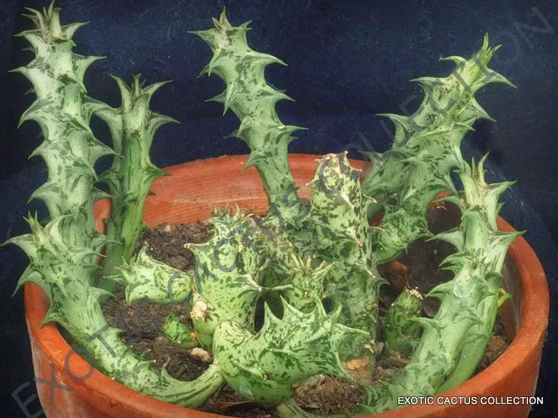 Rare Succulent & Cactus Seeds - Seed World