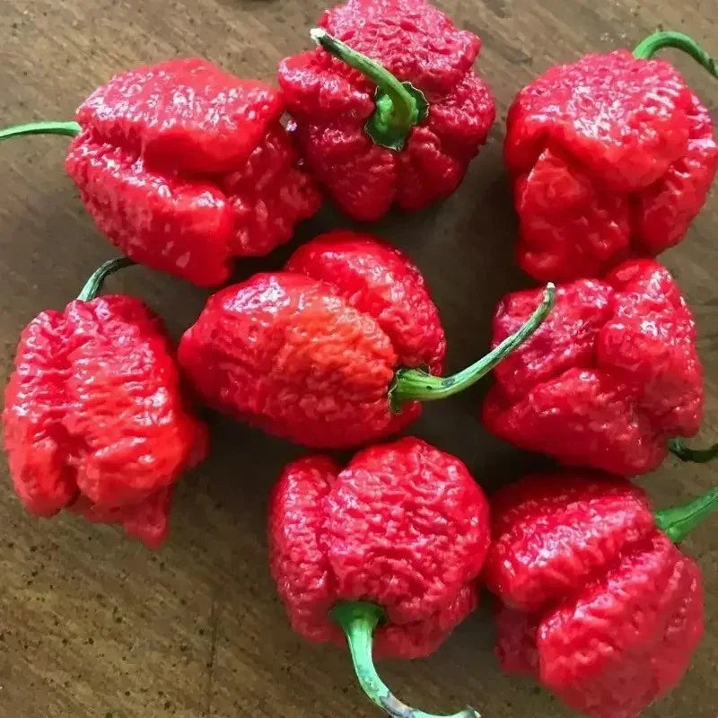 Red Apocalypse Scorpion Chili – 3 Live Plants | 2M SHU Super Hot - Seed World
