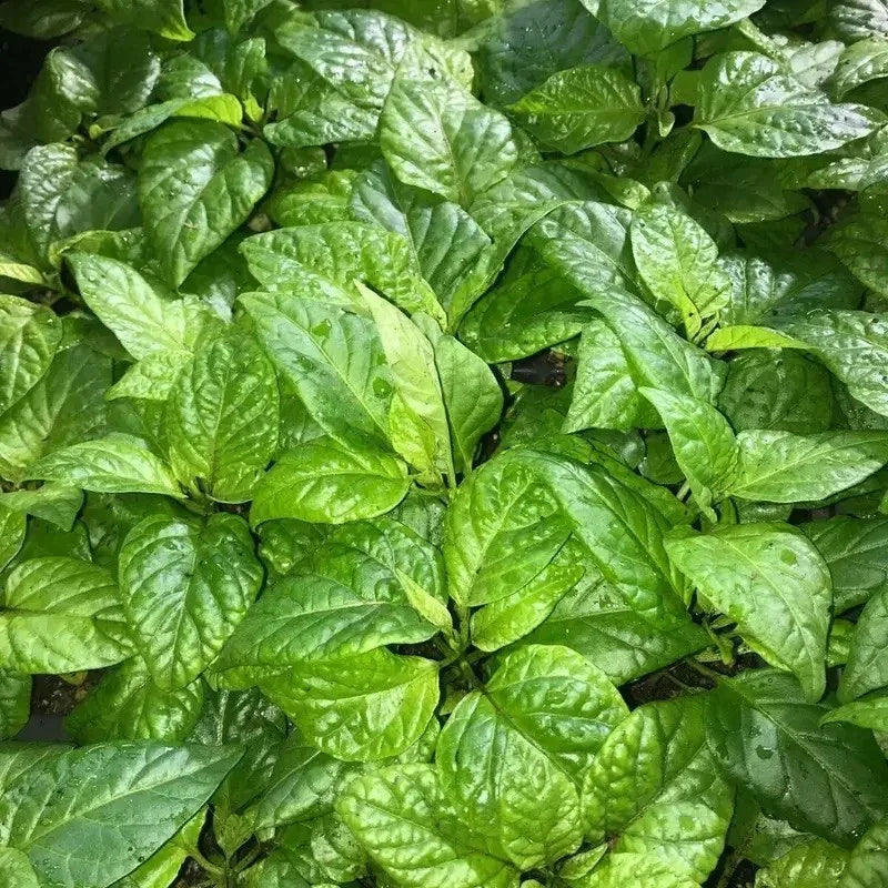 Red Apocalypse Scorpion Chili – 3 Live Plants | 2M SHU Super Hot - Seed World