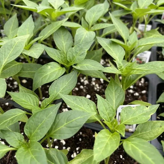 Red Cherry Bomb Chili – 3 Live Hot Pepper Plants - Seed World