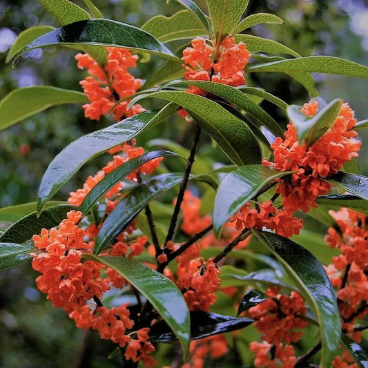 Red Flowering Fragrant Tea Olive Live Plant - 1 Qt. - Seed World